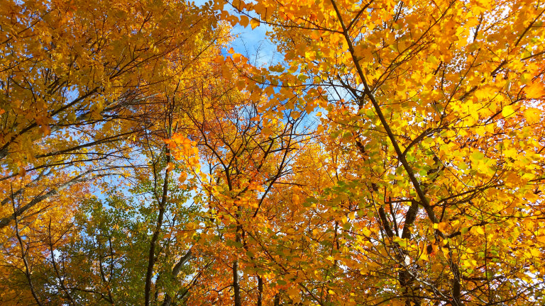 Imagine, each leaf on a tree is slightly different from every other...